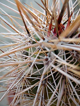Cactus Thorns