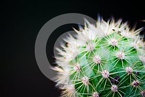 Cactus thorns close-up