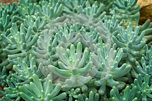 Cactus, Cactus thorns, Close up thorns of cactus, Cactus Background