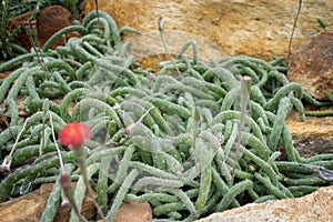 Cactus, Cactus thorns, Close up thorns of cactus, Cactus Background