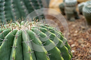 Cactus, Cactus thorns, Close up thorns of cactus, Cactus Background