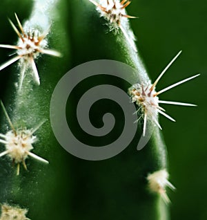 Cactus thorns close - up image, cactus close-up image, selective focus
