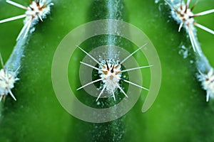 Cactus thorns close - up image, cactus close-up image, selective focus