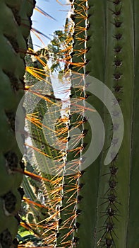 Cactus thorns close up