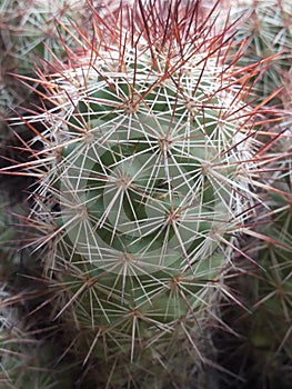 Cactus Thorns