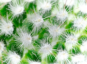 Cactus thorns macro background