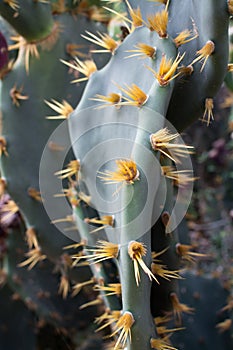 Cactus thorns