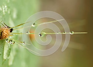 Cactus Thorns after Rain