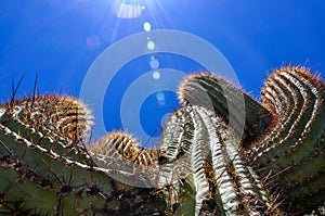Cactus with thorns in the sun on a clear sky