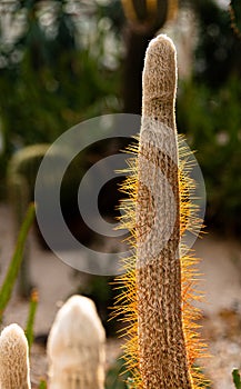 Cactus with thorns in sunlight photo