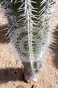 Cactus thorns