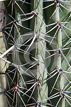 Cactus thorns 3