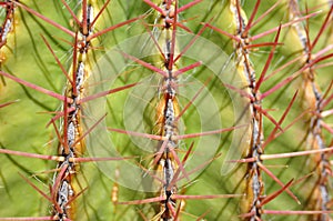 Cactus thorns texture