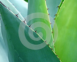 Cactus thorns thorny leaves leaf cactaceae plants exotic wild tropical