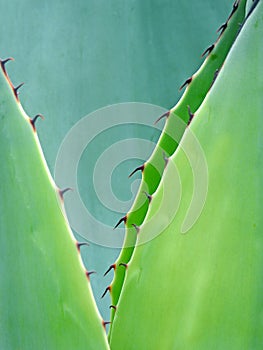 Cactus thorns thorny leaves leaf cactaceae plants exotic wild tropical