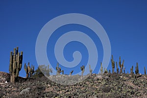 Cactus in Tilcara
