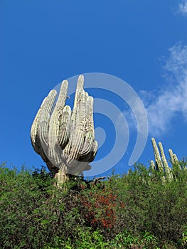 Cactus to the sky