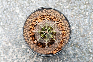 Cactus top view, Gymnocalycium Mihanovichii or gymnocalycium zebra sharp spikes details and zebra strips pattern