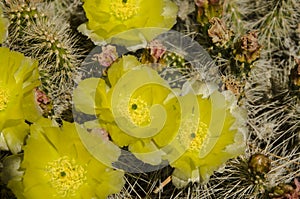 A cactus from the top and yellow