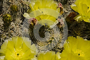 A cactus from the top and yellow