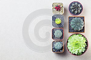 Cactus topview and copyspace on brown wooden background.