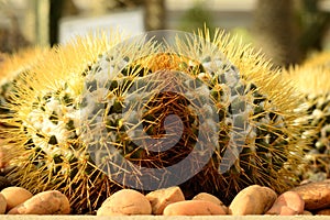 Cactus, Torch Thistle