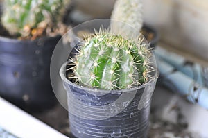 Cactus or torch thistle