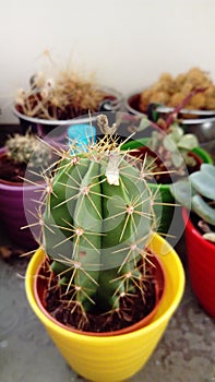 Cactus