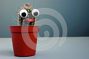 Cactus with toy eyes as face. Weird funny background photo