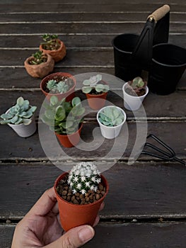Cactus transplantation in a new pot with soil, pumice stone, drainage, shovel rake, pot on wooden floor.