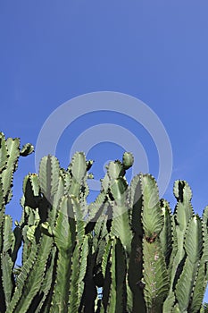 Cactus tree