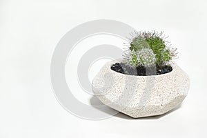 Cactus tree in a concrete pot on white background