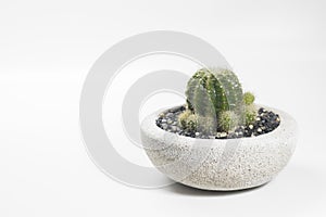 Cactus tree in a concrete pot on white background