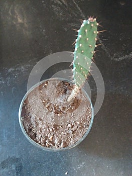 Cactus tree in the foul with soil and green leaf