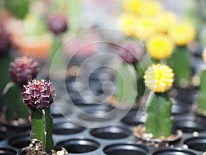 Cactus tree green trunk has sharp spikes around blooming in Plastic pots