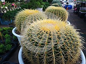 Cactus tree green trunk has sharp spikes around blooming in Plastic pots