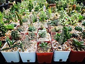 Cactus tree green trunk has sharp spikes around blooming in Plastic pots