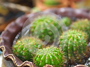 Cactus tree green trunk has sharp spikes around blooming in Plastic pots