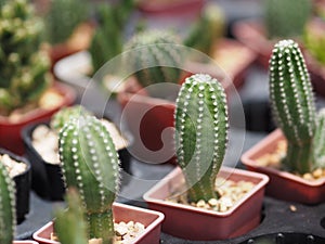 Cactus tree green trunk has sharp spikes around blooming in Plastic pots