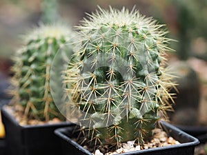 Cactus tree green trunk has sharp spikes around blooming in Plastic pots