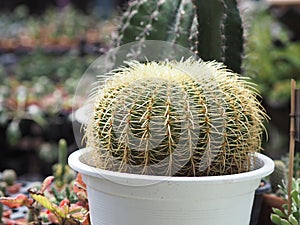 Cactus tree green trunk has sharp spikes around blooming in Plastic pots