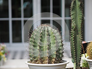 Cactus tree green trunk has sharp spikes around blooming in Plastic pots