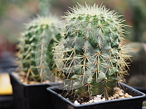 Cactus tree green trunk has sharp spikes around blooming in Plastic pots