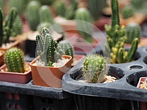 Cactus tree green trunk has sharp spikes around blooming in Plastic pots