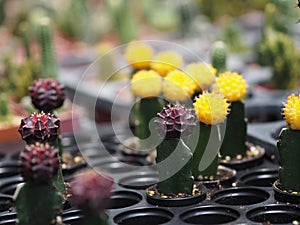 Cactus tree green trunk has sharp spikes around blooming in Plastic pots