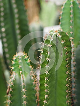 Cactus tree green trunk has sharp spikes around blooming in Plastic pots