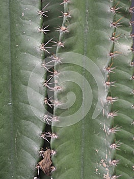 Cactus tree green trunk has sharp spikes around blooming in Plastic pots