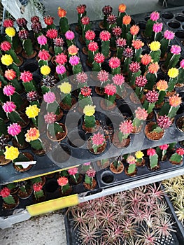 Cactus tree green trunk has sharp spikes around blooming in Plastic pots