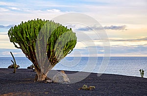 Cactus tree in Lanzarote, Canary Islands, Spain