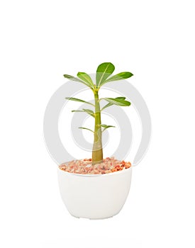 Cactus tree plant with green leaves in white pot isolated white